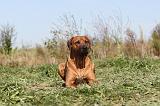 RODESIAN RIDGEBACK 012